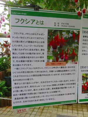 植物園「観覧温室：フクシア展」20240428 - ヒストリカル・シェア！（京都中心の四季・歴史・祭…）