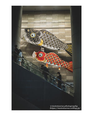 鯉の季節 - ♉ mototaurus photography