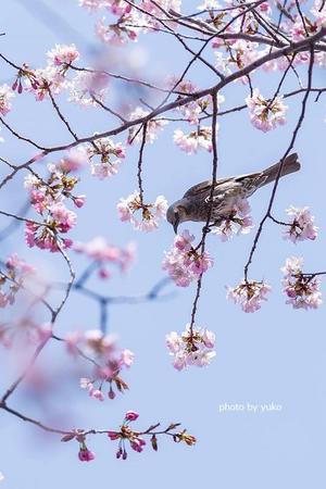 桜と鳥さん - 