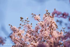 桜と鳥さん - 