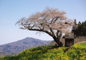 小沢の桜 - Patrappi annex