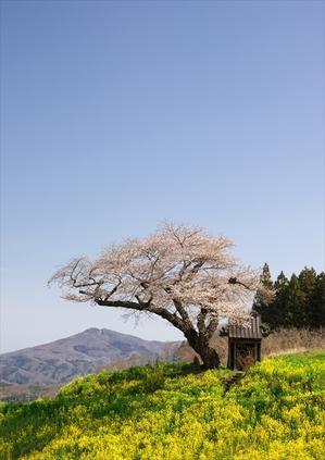 小沢の桜 - 