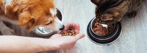 Pet Nutrition: A Guide to Choosing the Right Food for Your Pet - 