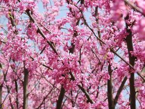 『フラワーパーク江南の樹花達～』 - 自然風の自然風だより
