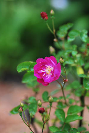 5/1　長男想い出のバラ "ミスターブルーバード" - 「あなたに似た花。」