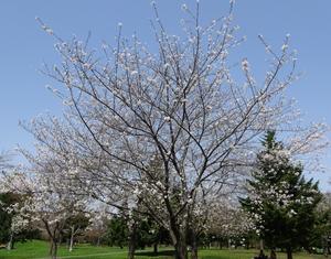 今年のソメイヨシノ - 中島公園花だより