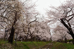 芦野公園・2024桜 - ちわりくんのありふれた毎日III