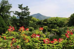 京都府立植物園　バラも咲き始めた - 京都の旅・四季の写真集