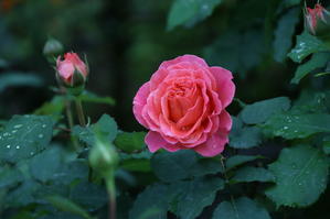 薔薇の季節 - お散歩写真     O-edo line