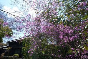 文豪の家と様々な春の花 - 明治村が大好きな、とある村民のブログ