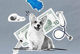 How Pet Insurance Saves the Day? - 
