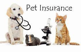 How Pet Insurance Saves the Day? - 