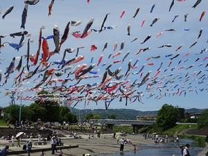 芥川1000匹の鯉のぼり - 彩の気まぐれ写真