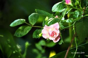 庭の薔薇 - 