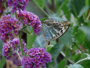 How to Attract Butterflies to Your Flower Garden: A Guide to Nature's Delight - 