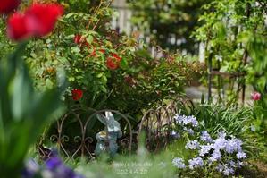 ５月の庭で♪・Ⅰ - FUNKY'S BLUE SKY
