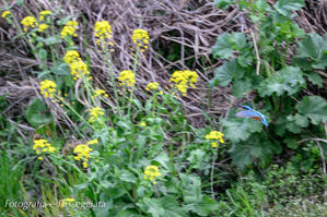 菜の花に向かって　鳥撮り散歩24−043 - Fotografia é Passeggiata　散歩と写真　