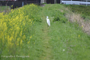 春の季節　鳥撮り散歩24−043 - Fotografia é Passeggiata　散歩と写真　