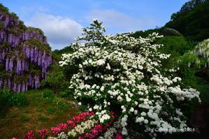◆ ふじのはな物語「あしかがフラワーパーク」へ その3 咲き誇る花々（2024年5月） - 空とグルメと温泉と