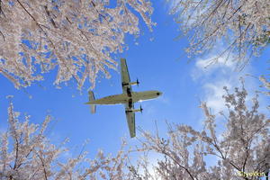 桜の海　～丘珠空港～ - 自由な空と気まぐれと　season2 　～ 旭川空港 ～