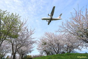 さくらまつり　～丘珠空港～ - 自由な空と気まぐれと　season2 　～ 旭川空港 ～