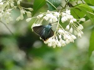 アオバセセリ　ウツギノ花で - 蝶のいる風景blog
