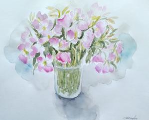 ヒルザキツキミソウ - 水彩画Misako花のパレット