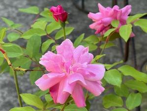 バラが咲いた - 北陸民放クラブ・石川ブログ