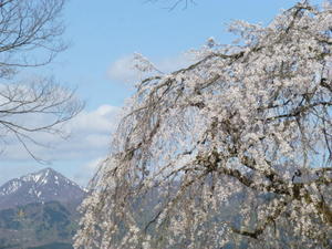 雲泉寺の枝垂れ桜  後ろは光兎山 - 
