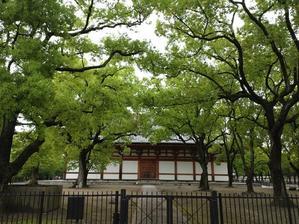 新緑の京都 ②　東寺～智積院～祇園 - 