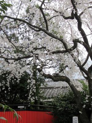京都の風に吹かれて　車崎神社・渓仙桜の誠(まこと） - 京都の風に吹かれて