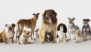Exploring the Diversity: Types of Dogs - 
