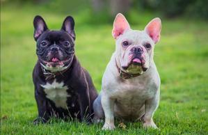 Unveiling the Charms of the French Bulldog: A Comprehensive Guide - 