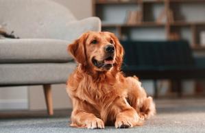 The Golden Retriever: A Beloved Companion and Versatile Working Dog - 