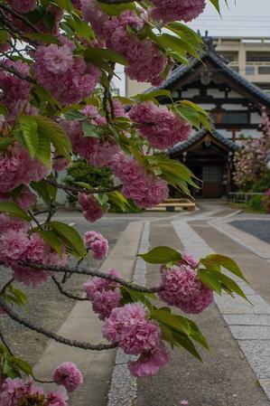 妙蓮寺～春の花々 - 