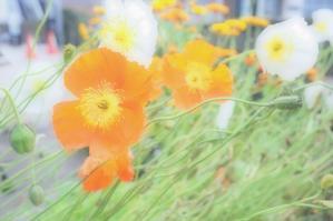 川崎市　森林公園　春の花　(2024/05/04) - 