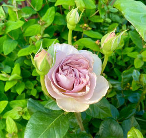 カフェラテ、あおい、ラマリエ、ハッピーウェデングケイ、ソンブロイユ、ホワイトミミローズが咲きました♡てま、粒剤散布♫ - 薪割りマコのバラの庭