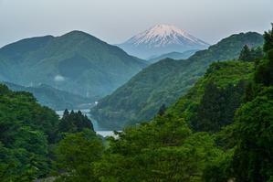 新緑と富士山 - 