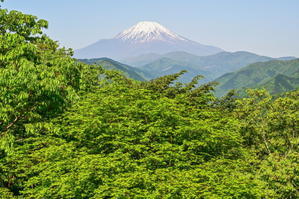 新緑と富士山２ - 