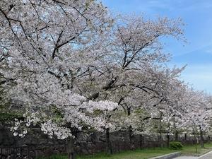 桜咲く日本へ出会いの旅＿⑦＿大阪城公園 - やせっぽちソプラノのキッチン3