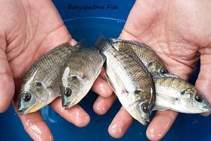 Panduan Lengkap Ternak Ikan: Tips, Teknik, dan Perawatan Terbaik - 
