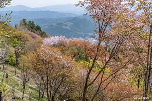 鳥見山と桜 - 