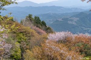 鳥見山と桜 - 