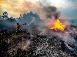Indonesia Grapples with Mounting Environmental Challenges as Deforestation Rises - 