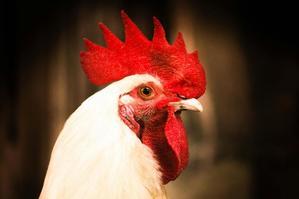 おしゃれな鶏の食事: 鶏のエサの選び方と栄養の重要性 - 