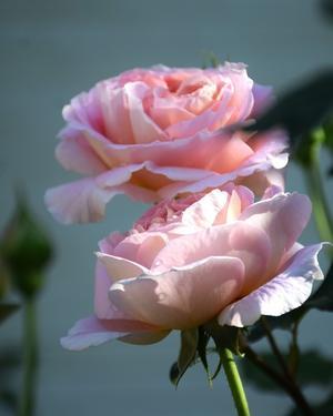 今朝のモーニングローズ - バラとハーブのある暮らし　Salon de Roses