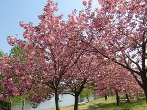 野木和公園　八重桜 - 