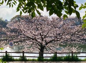公園の桜 2024 - 