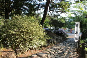 躑躅が見頃　松が岬公園は躑躅の名所だ！　２０２４．５．５　朝 - 
