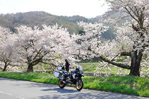 長野　桜いっぱいツーリング！　山田温泉へ・・・ - うひひなまいにち
